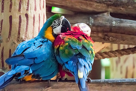 蓝色金刚鹦鹉 称为蓝喉热带丛林生活异国栖息羽毛野生动物鹦鹉情调动物园图片