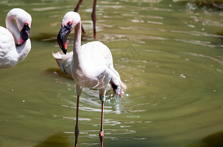 湖中大火烈鸟情调团体动物群动物野生动物荒野粉色火烈鸟红色羽毛图片