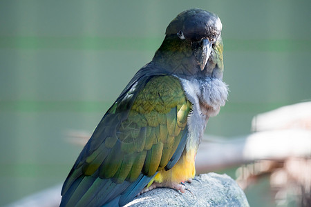 Burrow 鹦鹉或又称Patagonyan 轮廓 波塔提异国绿色蓝色锥尾穴居羽毛眼睛黄色情调鸟类图片
