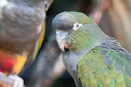 Burrow 鹦鹉或又称Patagonyan 轮廓 波塔提锥尾情调蓝藻异国眼睛穴居蓝色羽毛黄色绿色图片