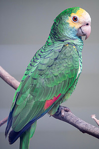 黄头阿马松特写 一个可爱的黄头阿马松鹦鹉的头部和肩膀被近视绿色动物园红色黄色动物脊椎动物背景夫妻羽毛阳光图片