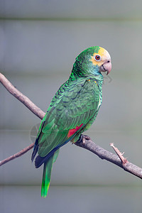 伯利兹黄色正向亚马孙 亚马逊山羊座 帕拉凯特和鹦鹉红色羽毛动物野生动物夫妻绿色阳光金刚鹦鹉背景动物园图片