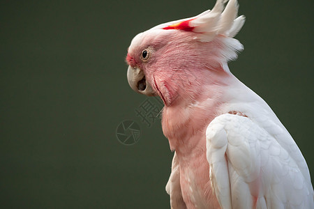 Mitchell少校的公鸡 粉红鹦鹉 经常在澳大利亚出现情调天堂森林异国热带羽毛模仿女性化男性领先者图片