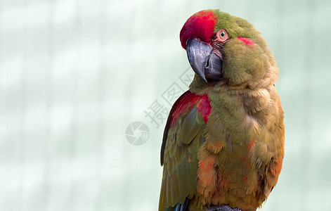 红前面的金刚鹦鹉刚鹦鹉野生动物羽毛动物荒野红色主题脊椎动物绿色图片