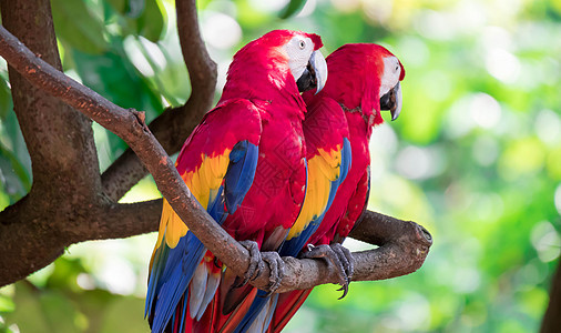 几只鸟鹦鹉看起来很好奇金刚鹦鹉丛林情调羽毛野生动物鸟类热带异国红色濒危图片
