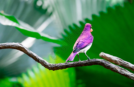 以紫色为后盾的星座又称Amerethyst或Plum彩色星座森林热带野生动物肉桂公园水平荒野动物李子紫红色图片