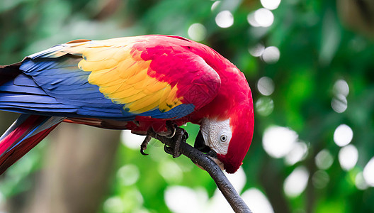 鸟鹦鹉看起来很好奇异国热带金刚鹦鹉红色鸟类野生动物濒危情调蓝色荒野图片