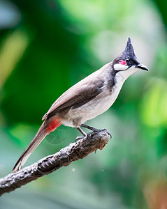 红口耳鸟是在亚洲发现的过路鸟白色发泄黄色鸟类羽毛野生动物红色雀形黑色荒野图片