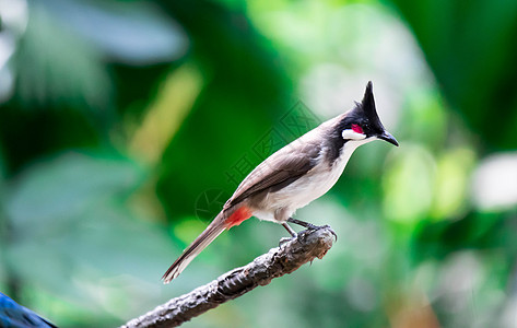 红口耳鸟是在亚洲发现的过路鸟通风黑色雀形白色鸟类荒野发泄绿色野生动物红色图片