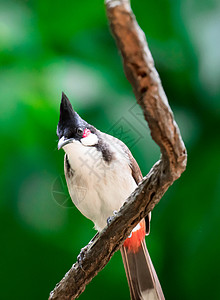红口耳鸟是在亚洲发现的过路鸟羽毛黑色野生动物白色绿色荒野雀形通风发泄黄色图片