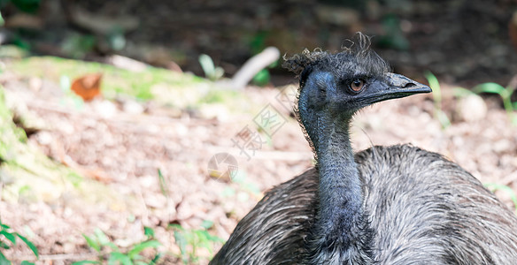 乌姆鸟类 诺埃赫奥尔兰地阿罗马伊乌斯 近距离拍摄EMU鸟野生动物眼睛旅行国家羽毛动物棕色公园荒野农场图片
