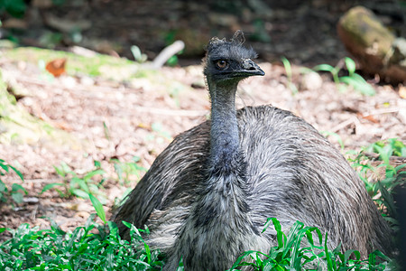 乌姆鸟类 诺埃赫奥尔兰地阿罗马伊乌斯 近距离拍摄EMU鸟动物群眼睛国家公园野生动物动物荒野旅行羽毛农场图片