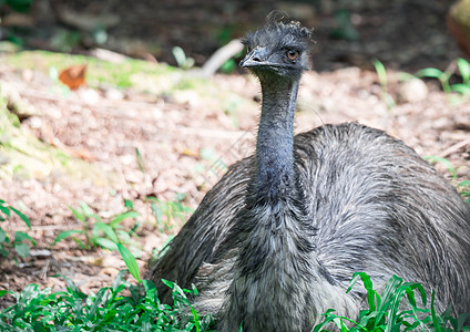 乌姆鸟类 诺埃赫奥尔兰地阿罗马伊乌斯 近距离拍摄EMU鸟农场公园羽毛棕色荒野动物旅行国家野生动物眼睛图片