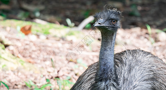 Emu 鸟类近距离拍摄EMU鸟 Emu是按高度计第二大活鸟旅行荒野野生动物公园羽毛眼睛农场棕色国家动物群图片
