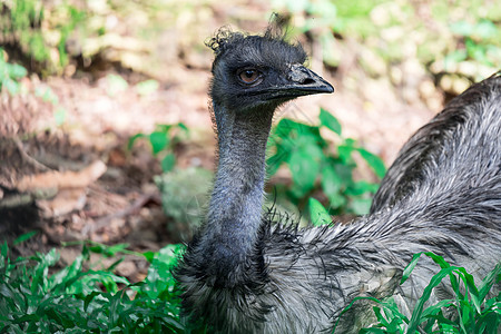Emu 鸟类近距离拍摄EMU鸟 Emu是按高度计第二大活鸟棕色羽毛旅行农场荒野国家动物野生动物眼睛动物群图片