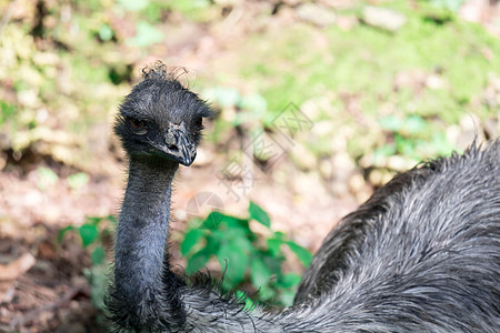 Emu 鸟类近距离拍摄EMU鸟 Emu是按高度计第二大活鸟野生动物荒野眼睛国家旅行公园农场羽毛动物棕色图片