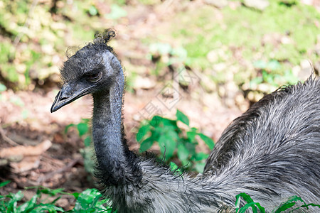 Emu 鸟类近距离拍摄EMU鸟 Emu是按高度计第二大活鸟公园动物群羽毛动物眼睛荒野棕色国家旅行农场图片