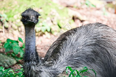 Emu 鸟类近距离拍摄EMU鸟 Emu是按高度计第二大活鸟国家野生动物动物群荒野棕色旅行动物羽毛公园眼睛图片