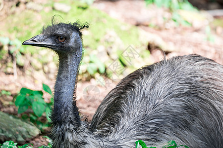 Emu 鸟类近距离拍摄EMU鸟 Emu是按高度计第二大活鸟农场旅行荒野棕色动物群野生动物羽毛眼睛国家动物图片