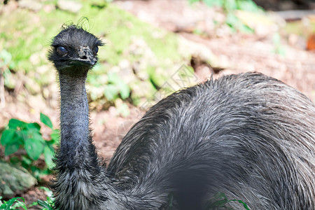 Emu 鸟类近距离拍摄EMU鸟 Emu是按高度计第二大活鸟荒野动物群羽毛野生动物公园动物国家旅行棕色农场图片