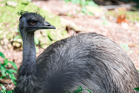 Emu 鸟类近距离拍摄EMU鸟 Emu是按高度计第二大活鸟棕色动物群动物农场国家眼睛旅行羽毛野生动物荒野图片