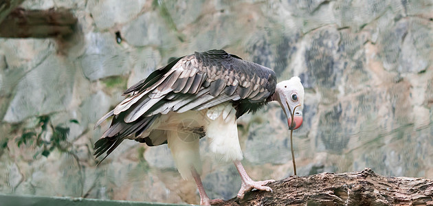 白头秃鹫羽毛荒野动物死亡棕色蓝色黑色秃鹰猎物鸟类图片