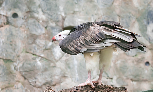白头秃鹫动物清道夫眼睛猎物蓝色荒野白色野生动物食肉鸟类图片