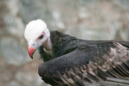 白头秃鹫的肖像羽毛黑色鸟类秃鹰荒野野生动物眼睛猎物捕食者蓝色图片