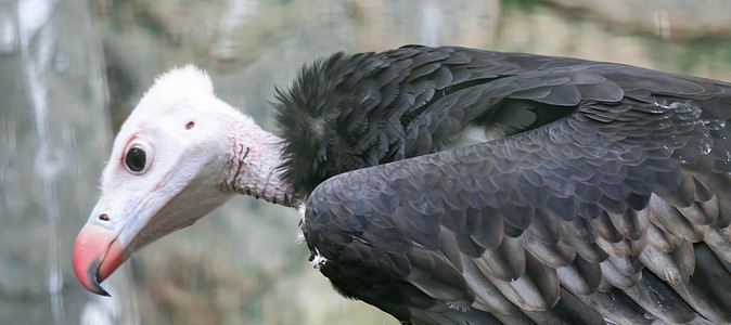 白头秃鹫的肖像眼睛野生动物蓝色羽毛黑色清道夫秃鹰猎物棕色动物图片