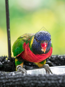 彩虹罗丽凯特是色彩美丽的鹦鹉宠物情调热带羽毛红色蓝色异国鸟类翅膀荒野图片
