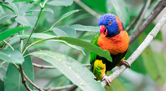 彩虹罗丽凯特是色彩美丽的鹦鹉宠物情调野生动物鸟类蓝色椰子异国彩虹红色羽毛图片