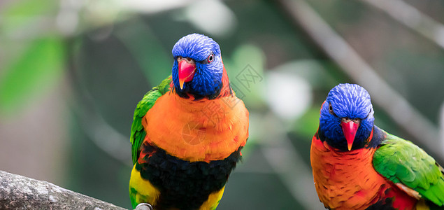彩虹澳洲鹦鹉的羽毛非常鲜艳 头部深蓝色 颈项呈黄绿色 翅膀 背部和尾巴为深绿色 胸部为红色图片