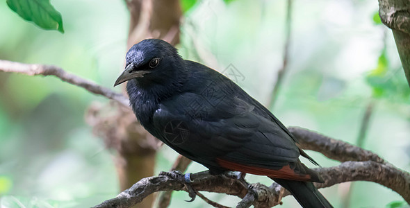 崔斯特瑞姆八哥  grackle 原产于中东的一种八哥 主要在岩石峭壁上筑巢红色国家黑色动物羽毛公园账单野生动物翅膀半球图片