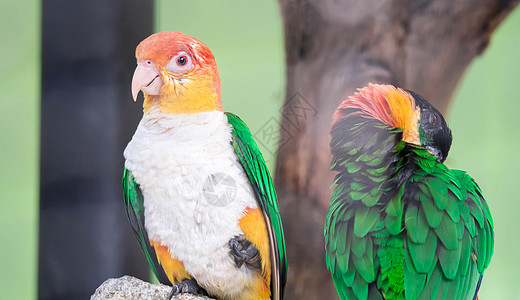 Caique 白色贝勒德 皮奥特人莱乌古加斯特 七色鹦鹉动物羽毛黑色情调野生动物绿色热带帆船红色黄色图片