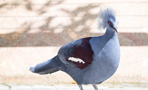维多利亚王冠鸟古拉胜利鸟类大道热带羽毛眼睛野生动物鸽子名单荒野情调图片