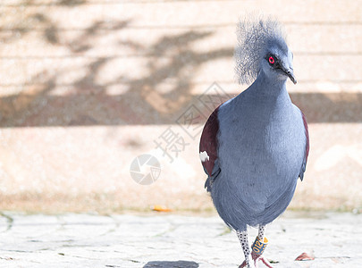 维多利亚王冠鸟古拉胜利大道鸽子眼睛鸟类名单蓝色野生动物荒野异国热带图片