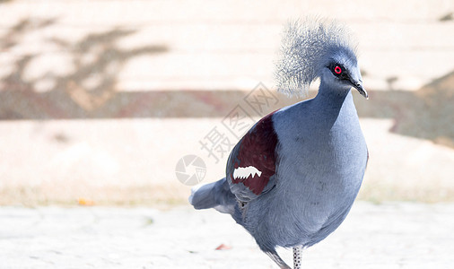 维多利亚王冠鸟古拉胜利眼睛动物羽毛野生动物荒野鸽子鸟类异国大道蓝色图片