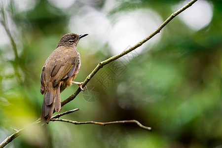 一只棕色鸟的特拍片 被孤立在树枝上 而树枝是模糊绿色背景孤独画眉雀科白色公园野生动物鸟类羽毛树木荒野图片