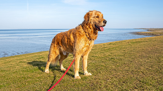 关于荷兰自然界的拉布拉多语宠物绿色黄色支撑动物衣领主题哺乳动物纯种狗海滩图片