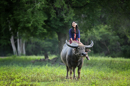 坐在田野水牛的亚裔泰国女农民环境森林稻田农田女性农场风格文化妇女幸福图片