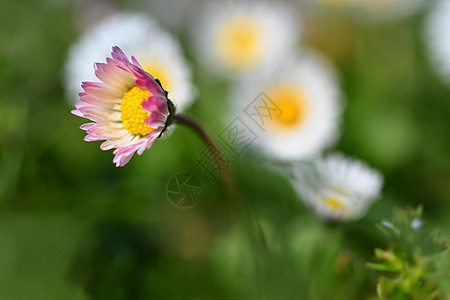 春花 菊花 春天自然的巨集生长花瓣草地花朵场地美丽园艺季节雏菊花治疗图片