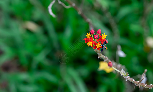 蝴蝶 亦称花苍蝇或有水虫的苍蝇 组成昆虫家族Syrphidae野花荒野金子静脉植物学翅膀眼睛花园条纹野生动物图片