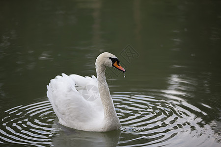 野外的白天鹅 美丽的天鹅在湖里游泳场景荒野池塘蓝色脖子羽毛笔尖野生动物桶匠呐喊图片