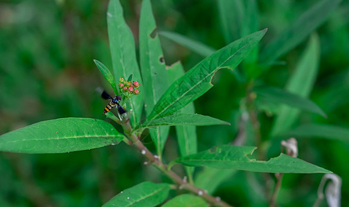 蝴蝶 亦称花苍蝇或有水虫的苍蝇 组成昆虫家族Syrphidae翅膀金子漏洞荒野花园植物学条纹眼睛叶子条腿图片