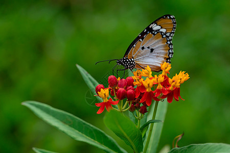 在黄色和红色花朵栖息地背景中拍摄平虎或非洲君主蝴蝶的宏片条纹花瓣雏菊植物群甘菊翅膀季节漏洞鳞翅目花园图片
