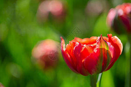 美丽的春花 大自然背景上的红色郁金香花束植物群花园场地鲜花紫色墙纸花朵叶子植物图片