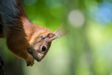 喷出一个有趣的红松鼠的口号 贴近绿绿树的背景图片