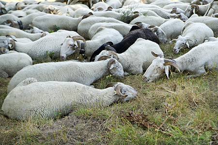 羊群放牧家畜动物场地绿色农业白色农场牧场羊肉羊毛图片