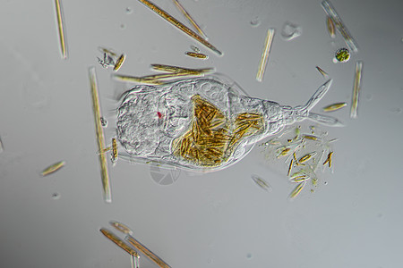 轮渡饲料漩涡生物轮虫小动物藻类游泳动物宏观硅藻纤毛图片