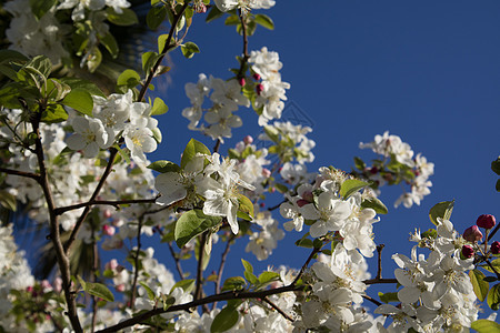 白苹果花园艺果园植物生长叶子农业植物群农场花瓣白色图片